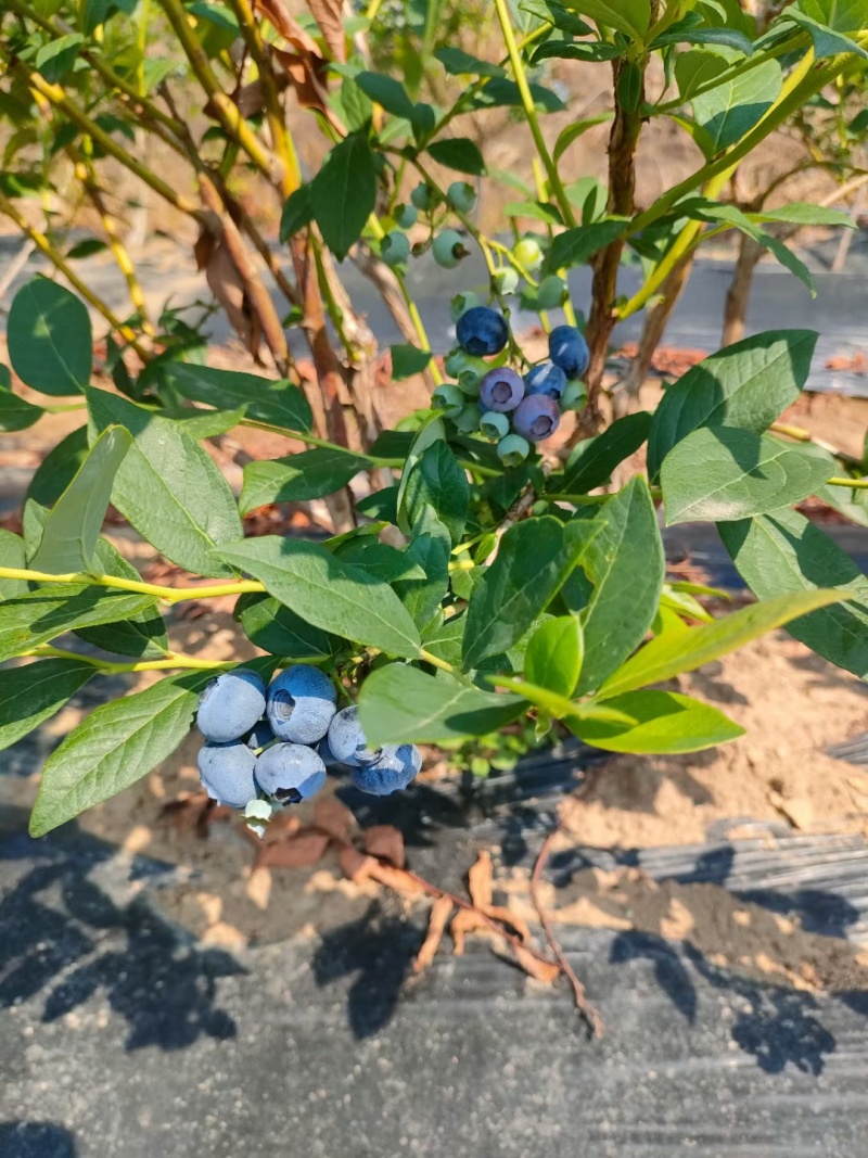 陆地蓝丰吉林省集安市每年6月末七月初开售