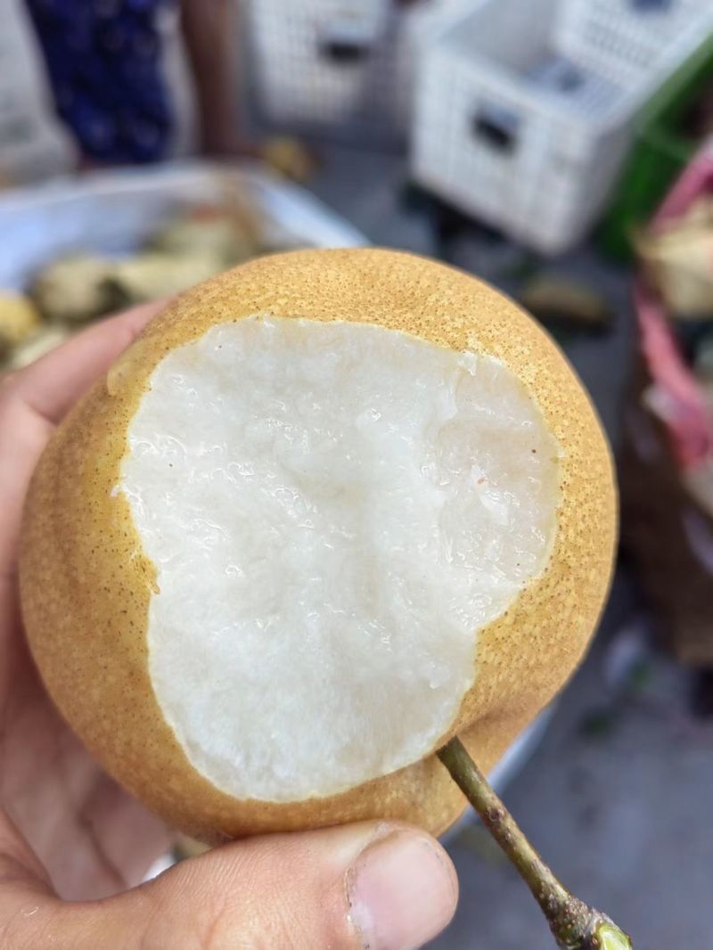 丰水梨个头大，口感甜。细嫩画渣，货源充足即将上市