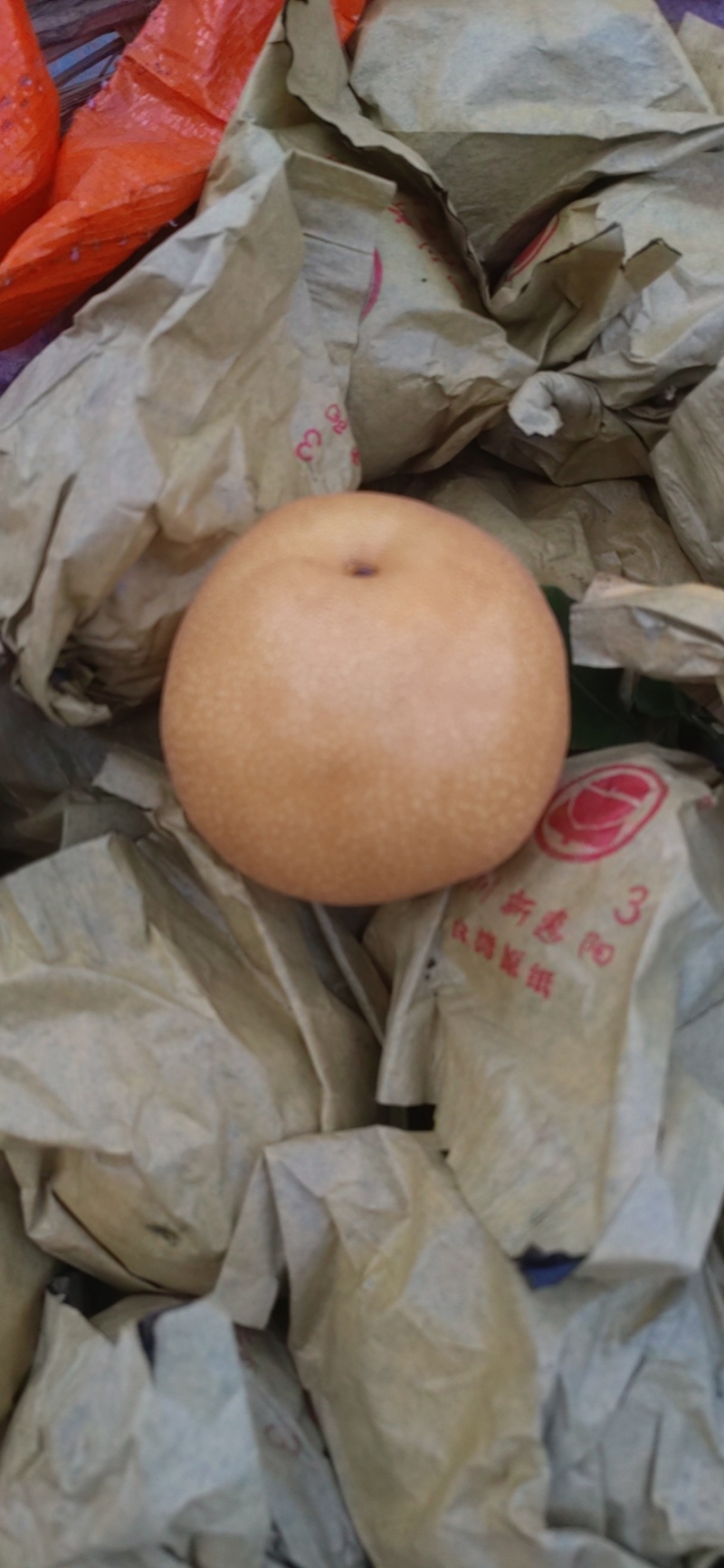 丰水梨个头大，口感甜。细嫩画渣，货源充足即将上市