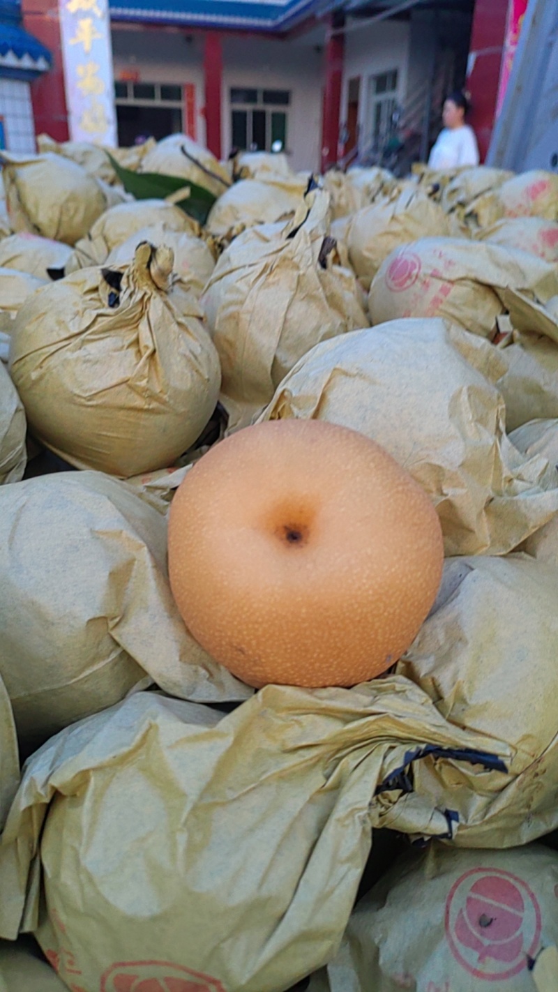 丰水梨个头大，口感甜。细嫩画渣，货源充足即将上市