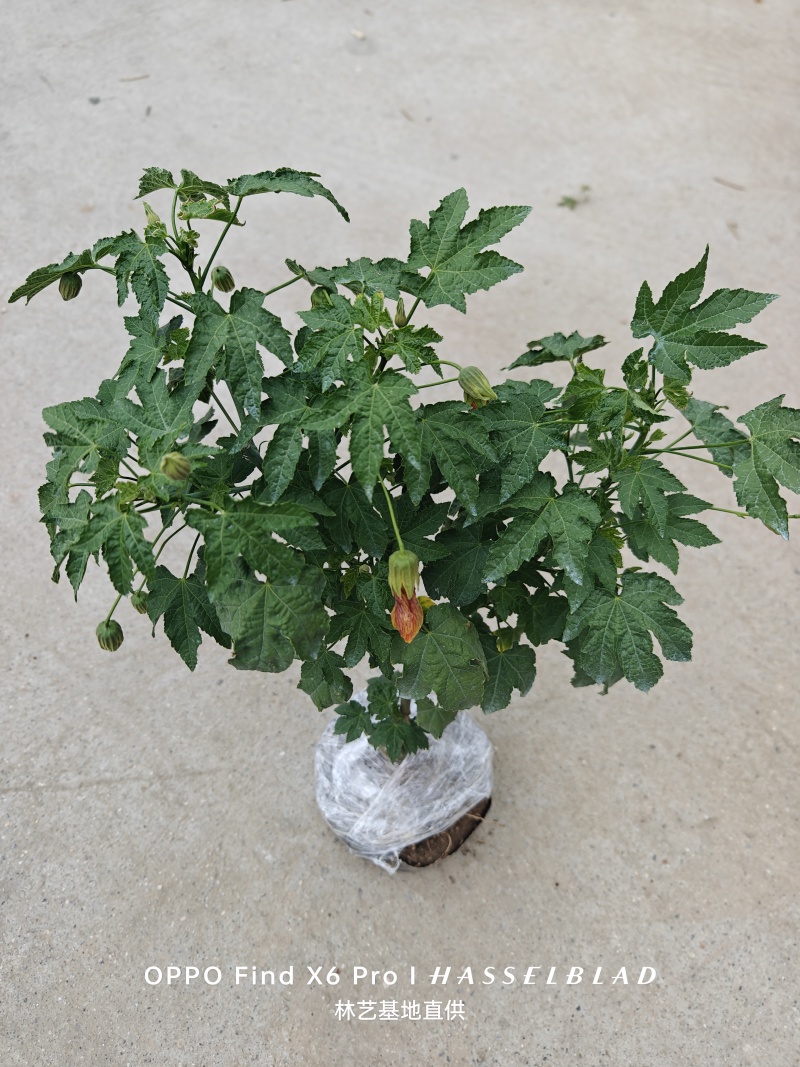 纹瓣悬铃花灯笼花风铃花金铃花耐热抗寒好养四季木本灯笼花