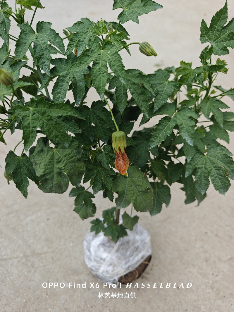 纹瓣悬铃花灯笼花风铃花金铃花耐热抗寒好养四季木本灯笼花