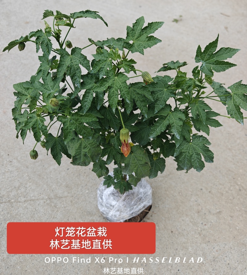 纹瓣悬铃花灯笼花风铃花金铃花耐热抗寒好养四季木本灯笼花