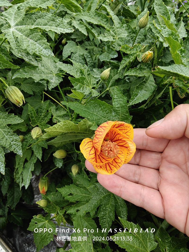 纹瓣悬铃花灯笼花风铃花金铃花耐热抗寒好养四季木本灯笼花