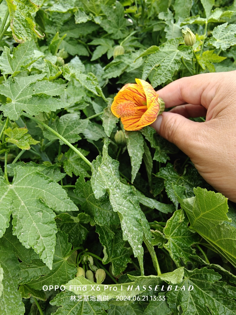 纹瓣悬铃花灯笼花风铃花金铃花耐热抗寒好养四季木本灯笼花