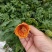 纹瓣悬铃花灯笼花风铃花金铃花耐热抗寒好养四季木本灯笼花