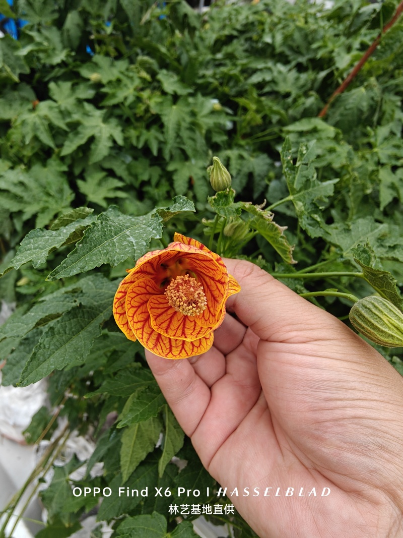 纹瓣悬铃花灯笼花风铃花金铃花耐热抗寒好养四季木本灯笼花