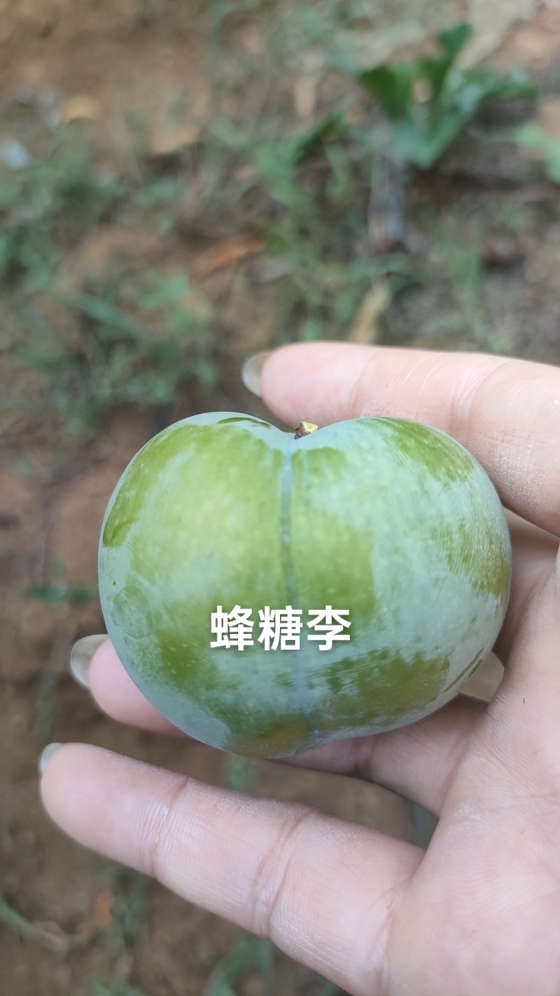 蜂糖李快成熟，需要的老板可提前预订