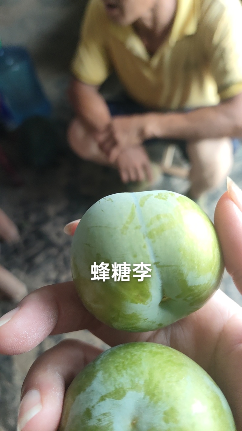 蜂糖李快成熟，需要的老板可提前预订