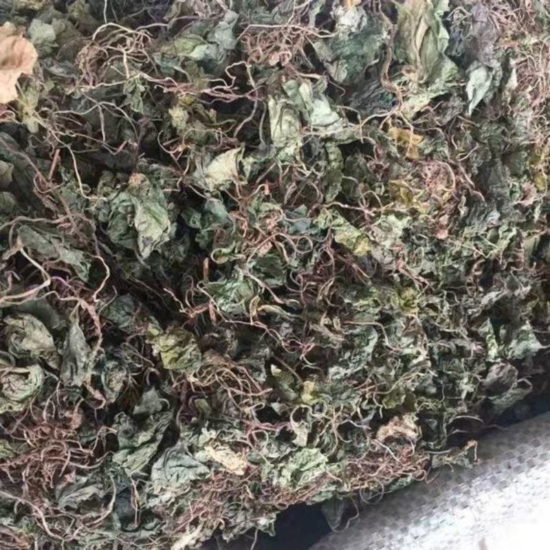 青天葵草独叶莲半边伞青天葵中药材