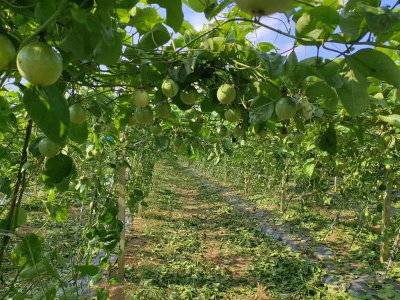 黄金百香果钦蜜9号，好吃停不下来，原产地直发，价格甜蜜