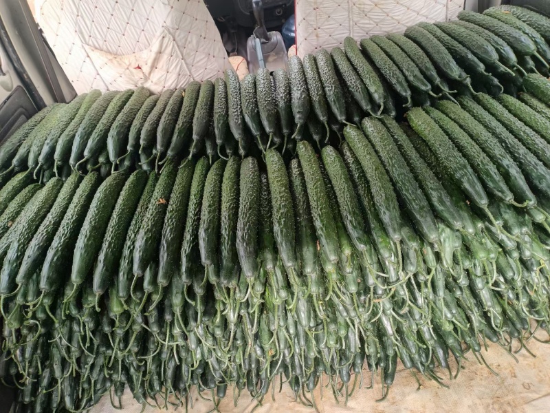 贵州露天种植精品密刺青瓜，口感清脆，色泽光亮，现摘现发。