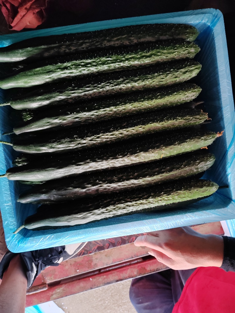 贵州露天种植精品密刺青瓜，口感清脆，色泽光亮，现摘现发。