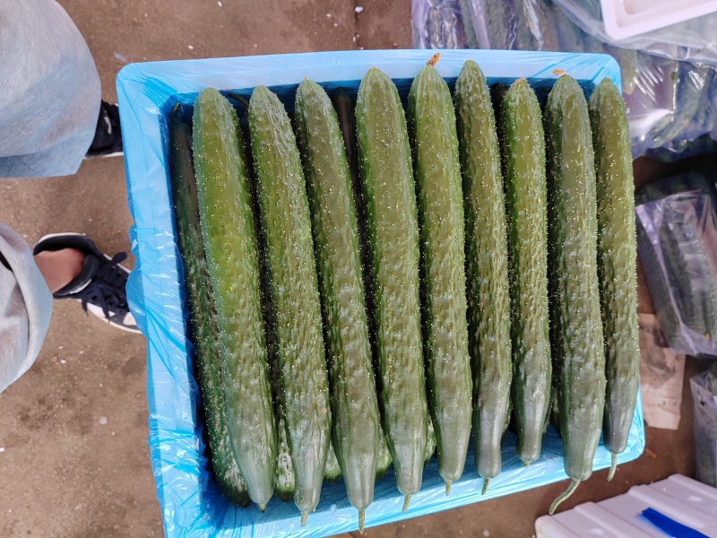 贵州露天种植精品密刺青瓜，口感清脆，色泽光亮，现摘现发。