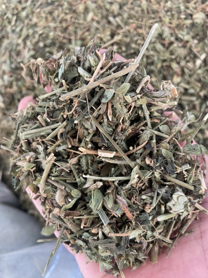 狗肝菜