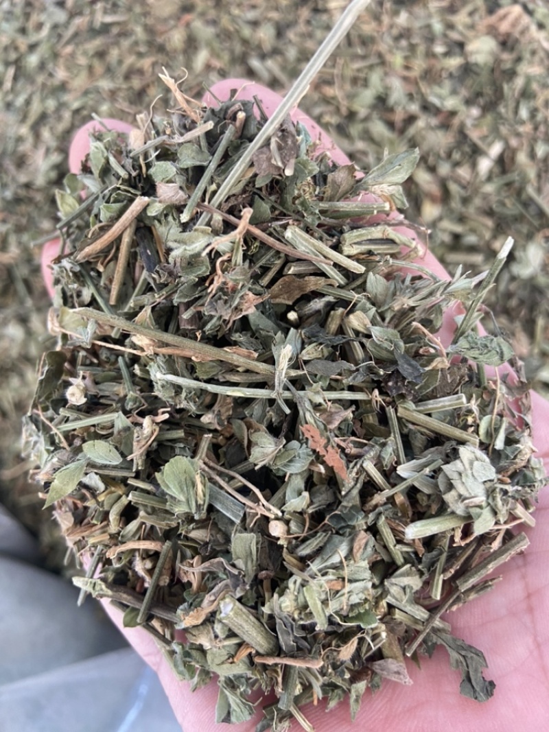 狗肝菜