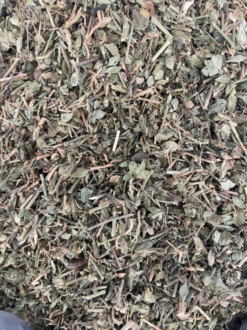 狗肝菜