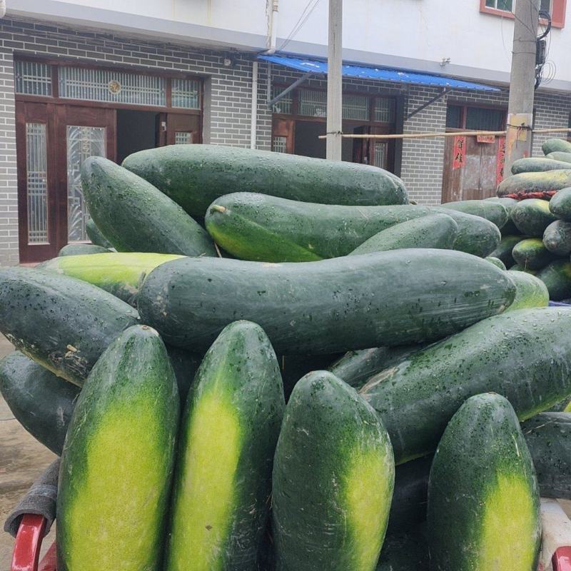 供应湖北黄冈冬瓜
