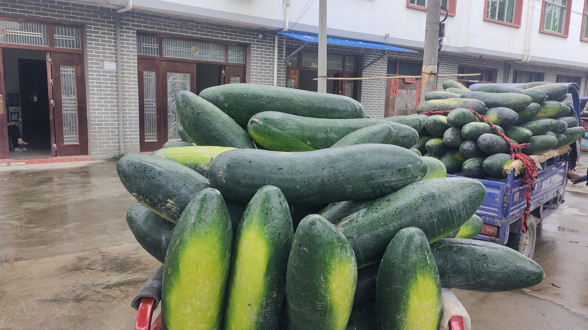 现代化的冬瓜分级包装车间内部,工人正在传送带旁对采收后的英德黑皮冬瓜进行清洗、称重、分级和泡沫网套包裹,部分已装入印有‘国家地理标志产品’标识的纸箱,地面整洁,设备自动化程度较高 英德黑皮冬瓜分级包装车间内景