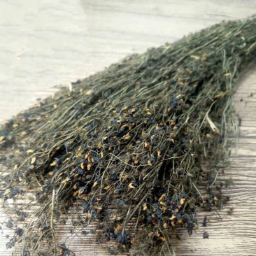 中药材茅膏菜别名落地珍珠地下明珠草干货