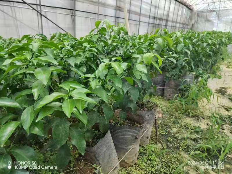 大叶砂糖橘苗大叶沙糖桔脱毒杯苗大量供应提供技术
