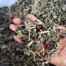 中药材绣花针虎刺老鼠刺伏牛花黄脚鸡