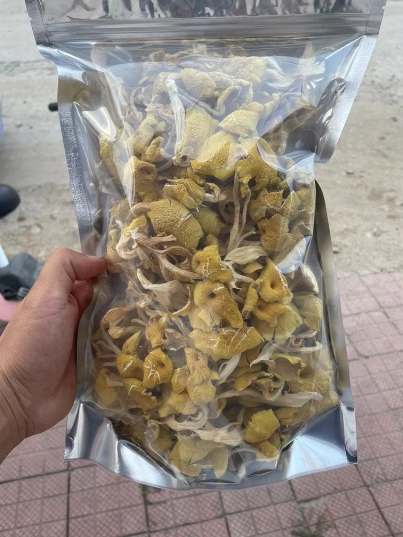 榆黄蘑