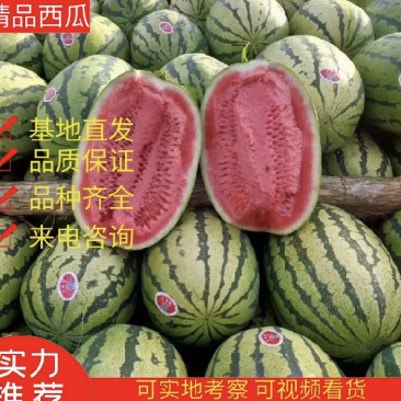 山西金城5号西瓜露天甜王金华6号大量供应