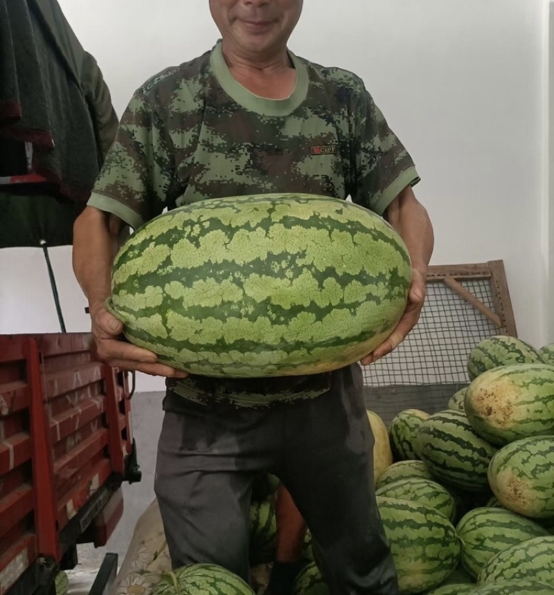 山西运城金花6号运城西瓜金华6号大量上市量大从优