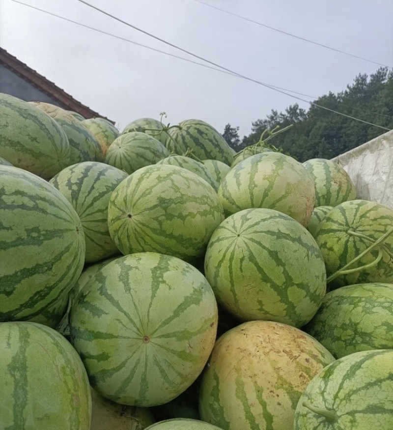 山西运城金花6号运城西瓜金华6号大量上市量大从优