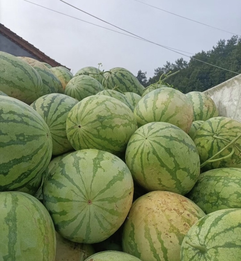 山西运城金花6号运城西瓜金华6号大量上市量大从优