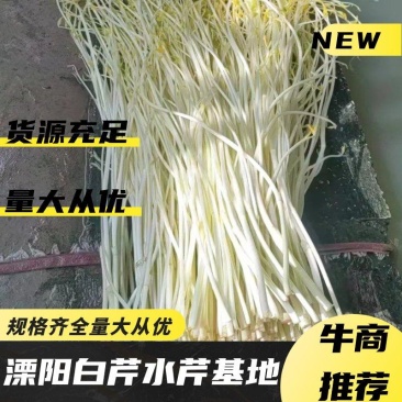 溧阳白芹水芹基地直发，货源充足，新鲜现摘，江苏本地白芹