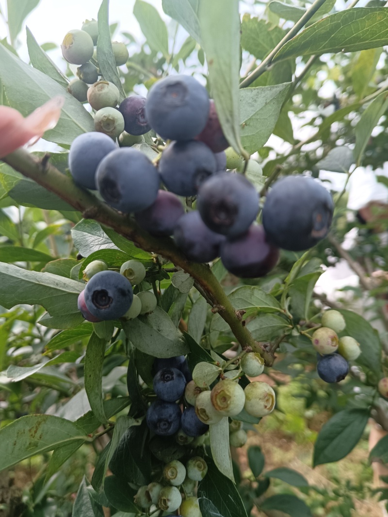 基地直发蓝莓冻果支持批量采购量大优惠