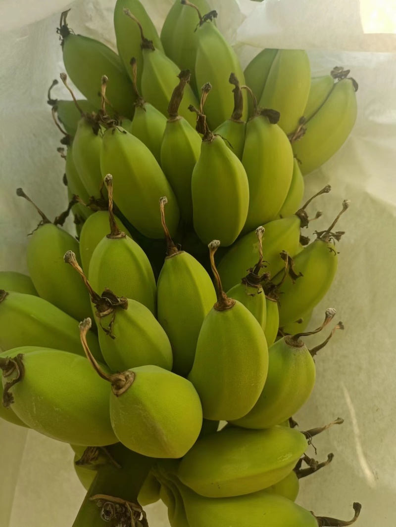 广东省湛江市徐闻县网红苹果蕉香蕉粉蕉