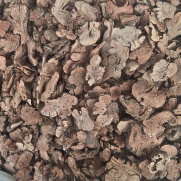 金荞麦中药材开金锁无硫正品新货金荞麦根片