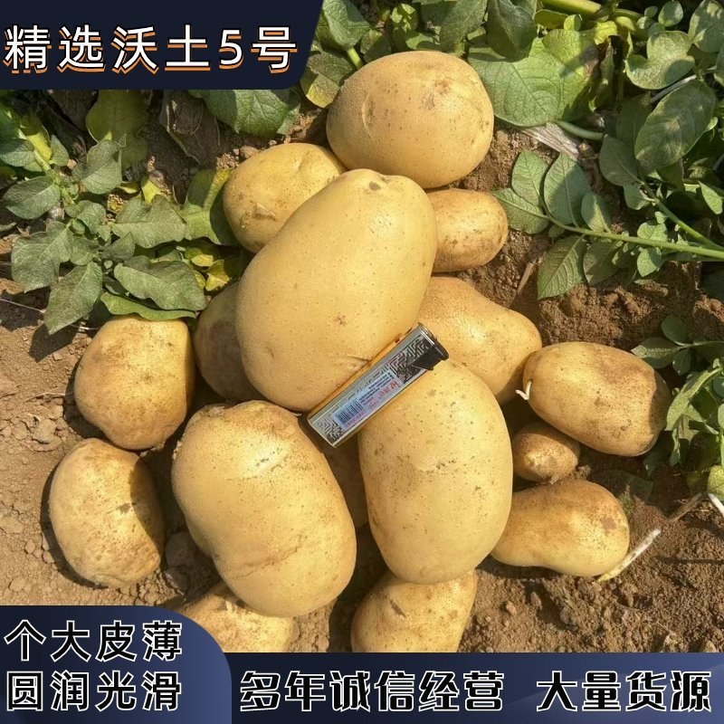 土豆，绥中，沃土刘平一号，黄皮黄心土豆大量上市个大皮亮
