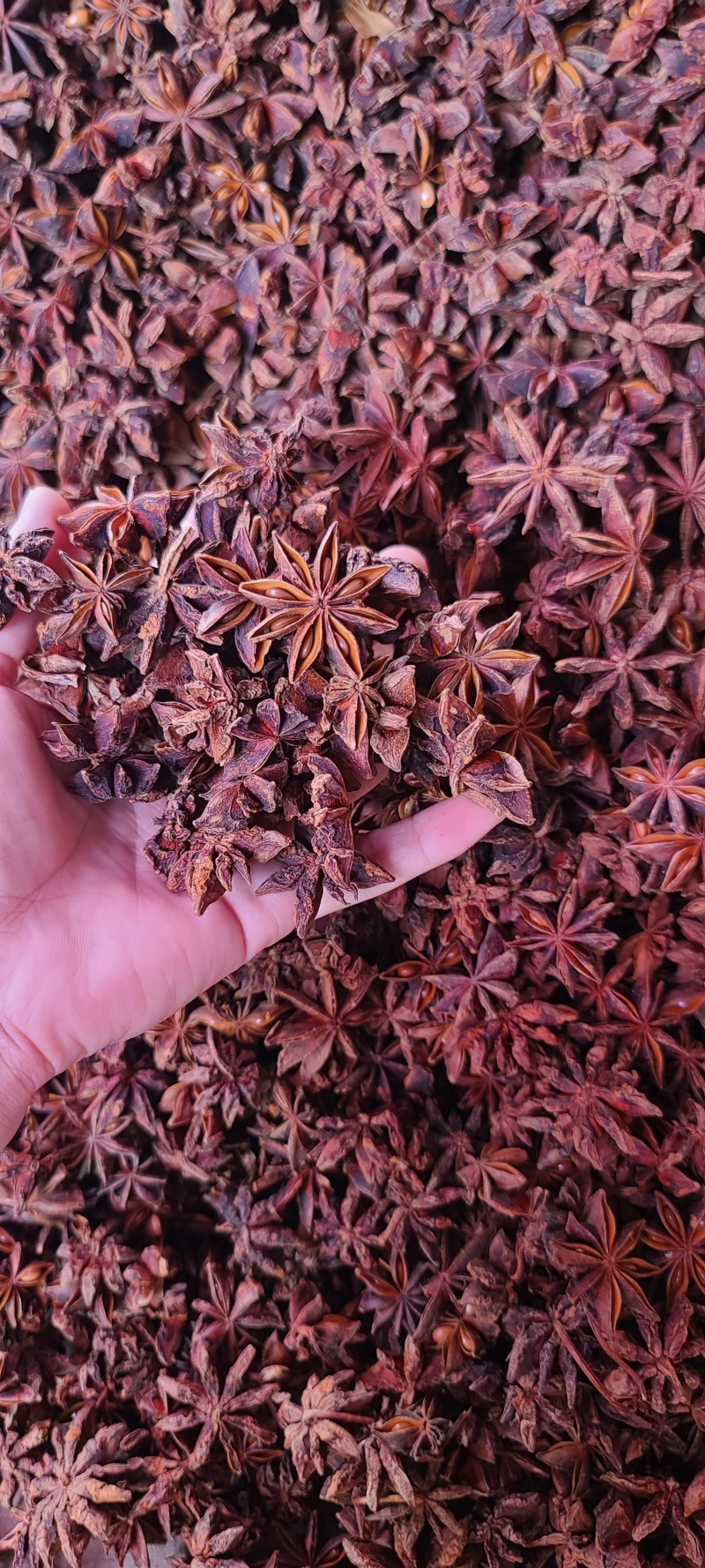 干八角大红八角足干无硫品质好