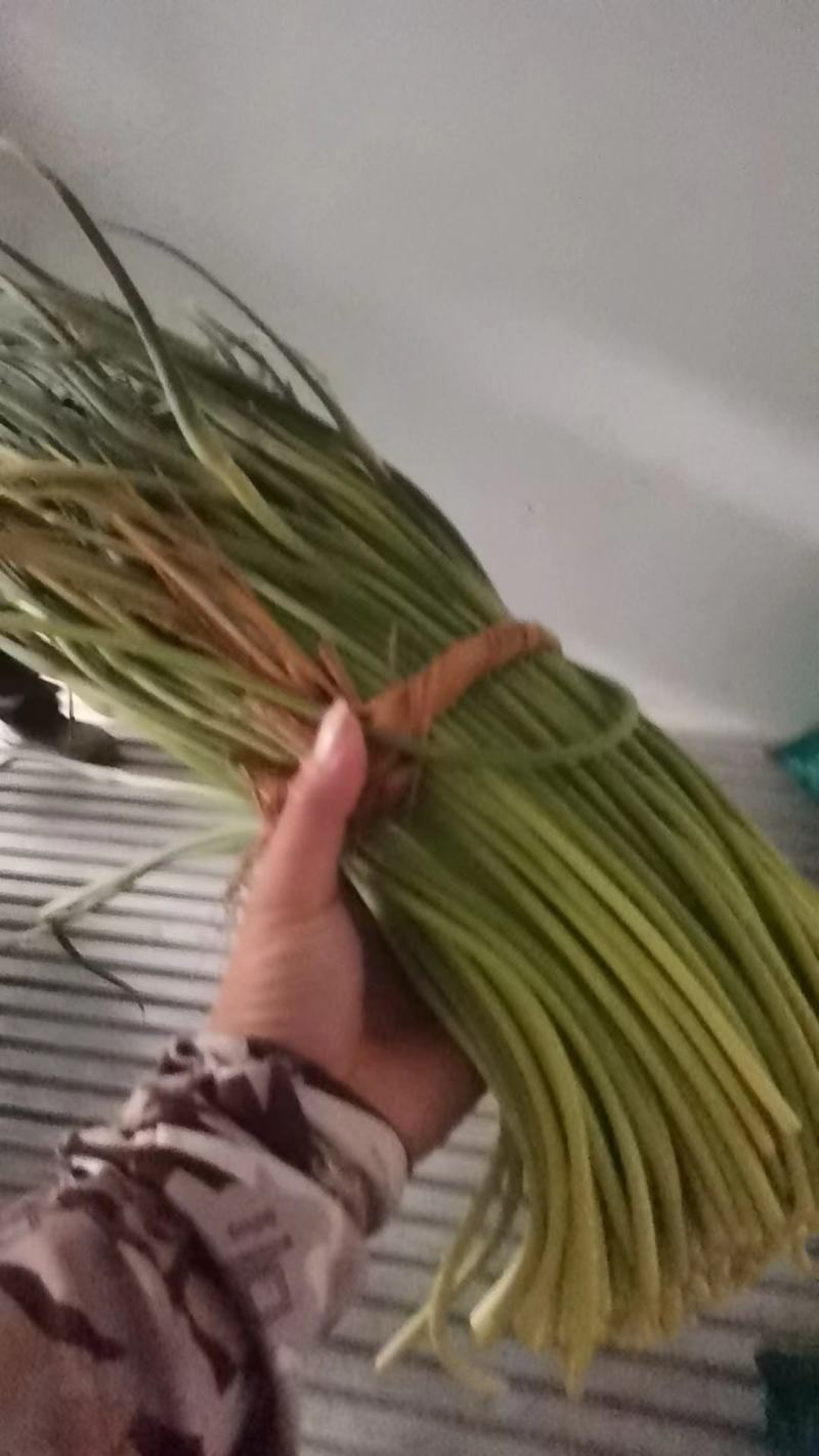 24年红帽蒜苔，价格便宜，产地直发，供应各大市场