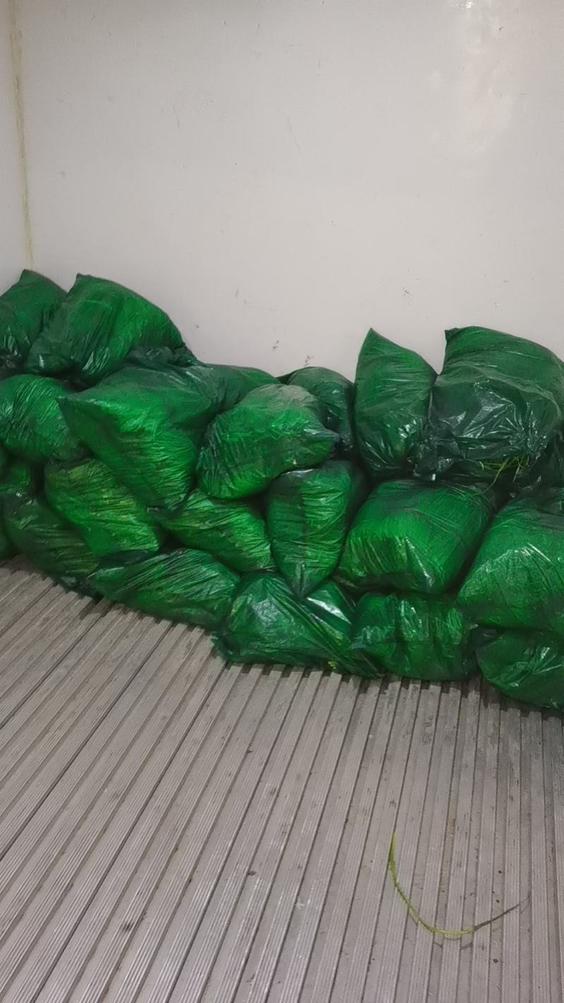24年红帽蒜苔，价格便宜，产地直发，供应各大市场