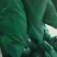 24年红帽蒜苔，价格便宜，产地直发，供应各大市场