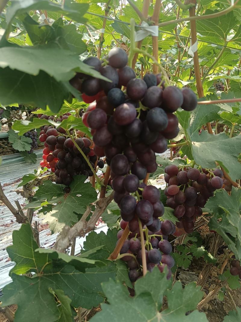 早紫玫瑰