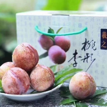 浙江桃形李酷似桃子翠甜爽口，7月初上市，量大质保