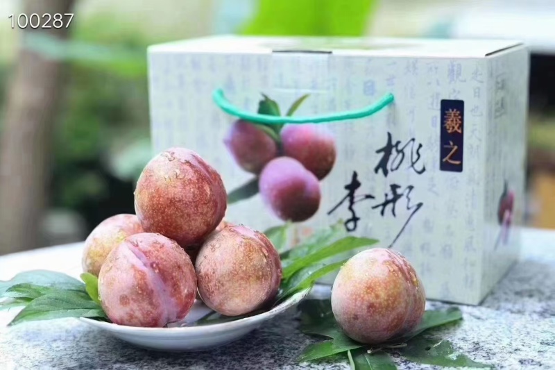 浙江桃形李酷似桃子翠甜爽口，7月初上市，量大质保