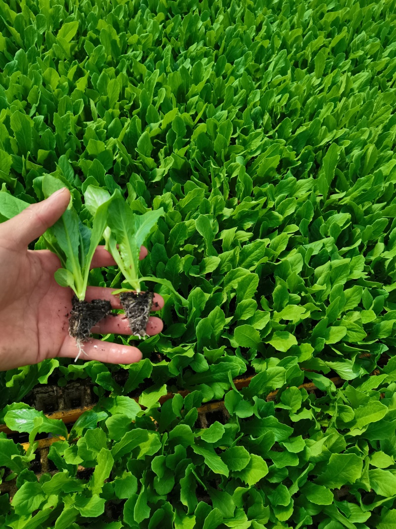 油麦菜苗