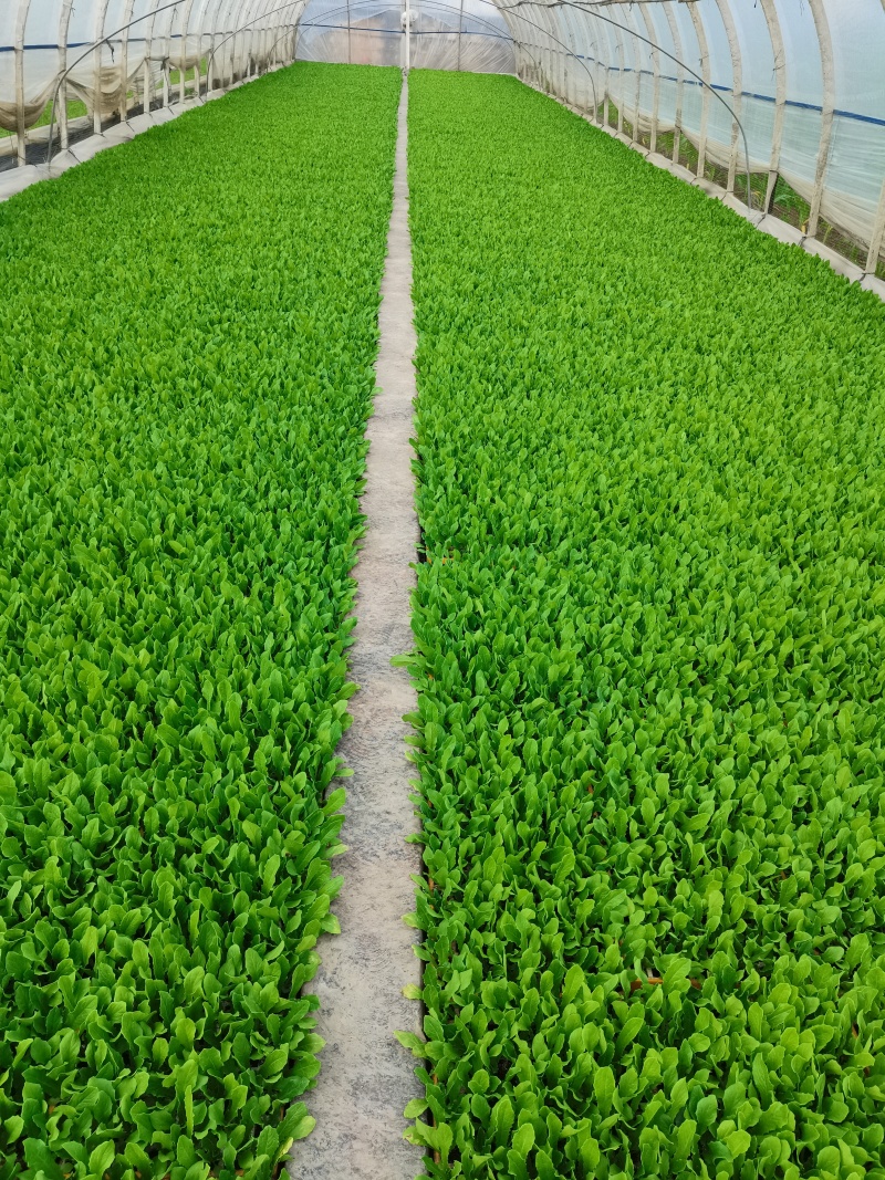 油麦菜苗