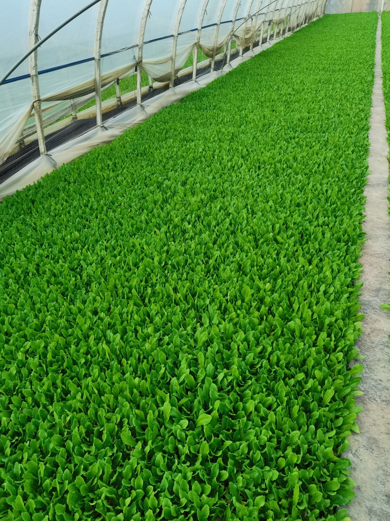油麦菜苗