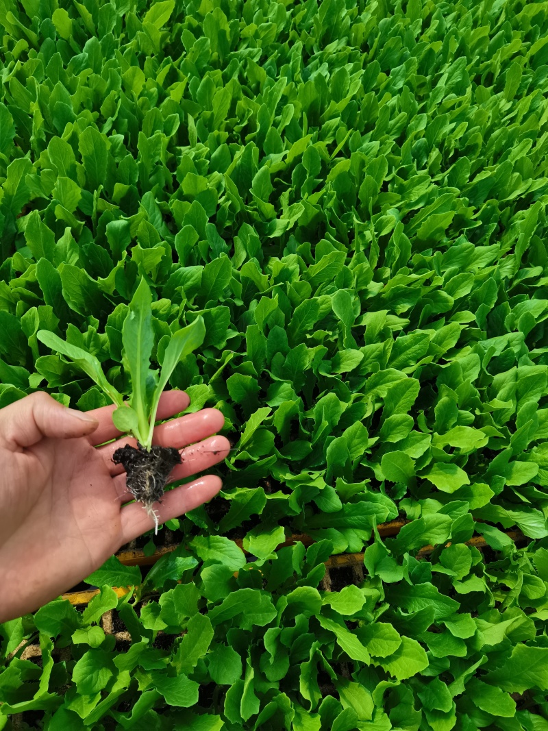 油麦菜苗