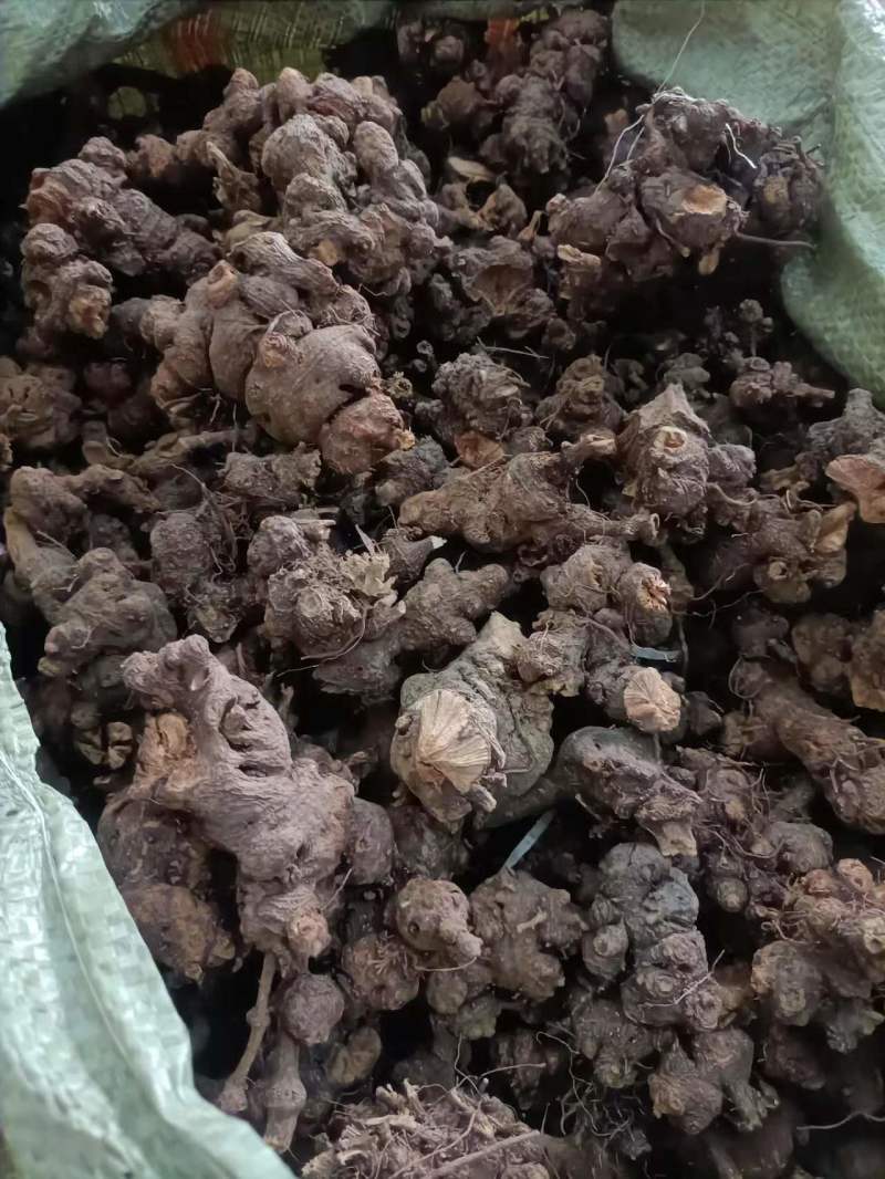 四川地区野生金荞麦大量出售，欢迎需要老板咨询订购。