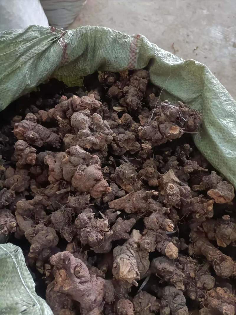 四川地区野生金荞麦大量出售，欢迎需要老板咨询订购。