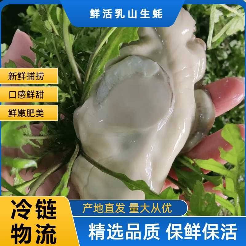 【精品蚝.机选.手挑】全国发货.乳山.精品蚝.中国地标